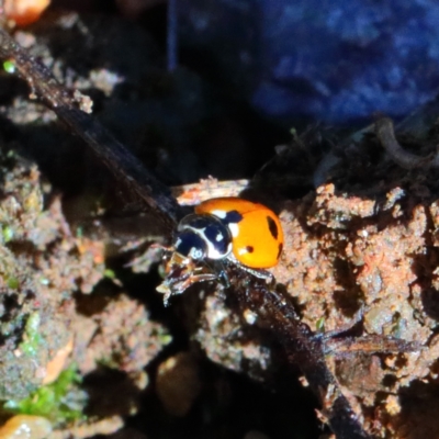 Hippodamia variegata (Spotted Amber Ladybird) at O'Connor, ACT - 28 Mar 2021 by ConBoekel