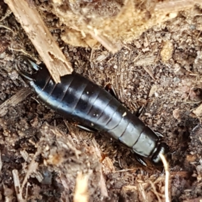 Anisolabididae (family) (Unidentified wingless earwig) at Woodstock Nature Reserve - 27 Mar 2021 by tpreston