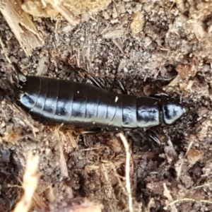 Anisolabididae (family) at Holt, ACT - 28 Mar 2021