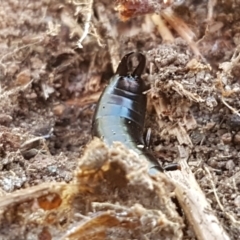 Anisolabididae (family) at Holt, ACT - 28 Mar 2021