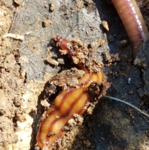 Anzoplana trilineata at Holt, ACT - 28 Mar 2021 10:58 AM