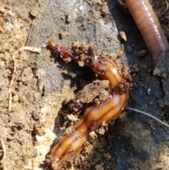 Anzoplana trilineata at Holt, ACT - 28 Mar 2021