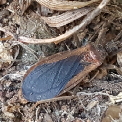 Aradidae sp. (family) (Flat bug) at Woodstock Nature Reserve - 28 Mar 2021 by tpreston