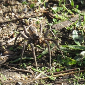 Tasmanicosa sp. (genus) at Paddys River, ACT - 28 Mar 2021 10:40 AM