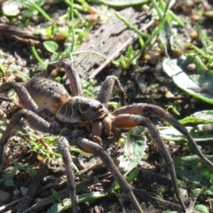 Tasmanicosa sp. (genus) at Paddys River, ACT - 28 Mar 2021