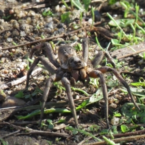 Tasmanicosa sp. (genus) at Paddys River, ACT - 28 Mar 2021 10:40 AM