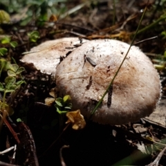 Agaricus sp. at Holt, ACT - 28 Mar 2021