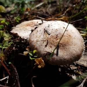 Agaricus sp. at Holt, ACT - 28 Mar 2021 11:05 AM