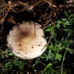 Agaricus sp. at Holt, ACT - 28 Mar 2021 11:05 AM