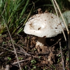 Amanita sp. (Amanita sp.) at Holt, ACT - 28 Mar 2021 by tpreston