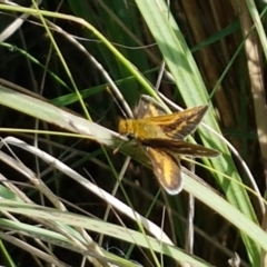 Taractrocera papyria (White-banded Grass-dart) at Coree, ACT - 28 Mar 2021 by tpreston