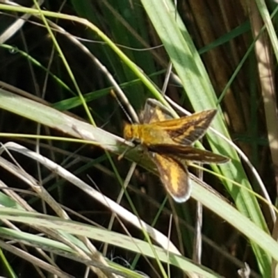 Taractrocera papyria (White-banded Grass-dart) at Coree, ACT - 28 Mar 2021 by tpreston