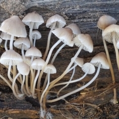 Mycena sp. (Mycena) at Holt, ACT - 28 Mar 2021 by tpreston