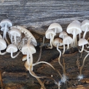 Mycena sp. at Holt, ACT - 28 Mar 2021