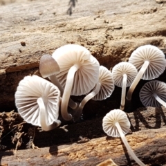 Mycena sp. at Holt, ACT - 28 Mar 2021