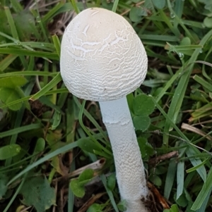 Macrolepiota dolichaula at Holt, ACT - 28 Mar 2021