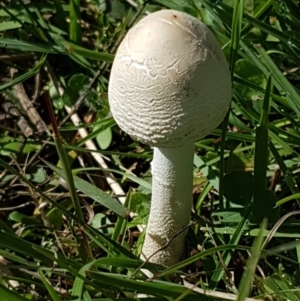 Macrolepiota dolichaula at Holt, ACT - 28 Mar 2021