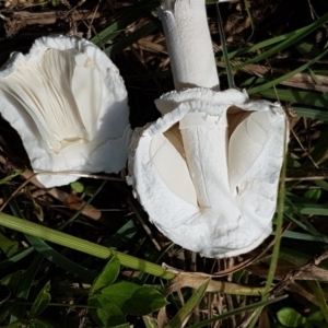 Macrolepiota dolichaula at Holt, ACT - 28 Mar 2021