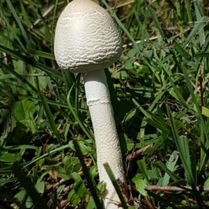 Macrolepiota dolichaula at Holt, ACT - 28 Mar 2021