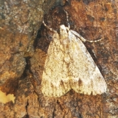 Spectrotrota fimbrialis at Holt, ACT - 28 Mar 2021