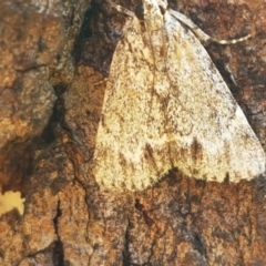 Spectrotrota fimbrialis at Holt, ACT - 28 Mar 2021