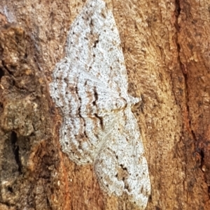 Didymoctenia exsuperata at Holt, ACT - 28 Mar 2021