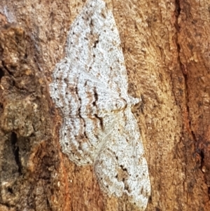 Didymoctenia exsuperata at Holt, ACT - 28 Mar 2021 11:46 AM