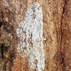 Didymoctenia exsuperata at Holt, ACT - 28 Mar 2021 11:46 AM