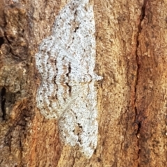 Didymoctenia exsuperata at Holt, ACT - 28 Mar 2021 11:46 AM