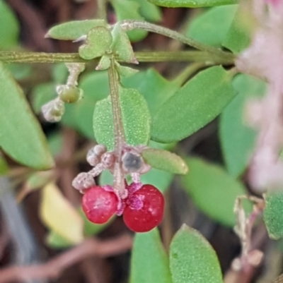 Einadia nutans subsp. nutans (Climbing Saltbush) at Holt, ACT - 28 Mar 2021 by tpreston