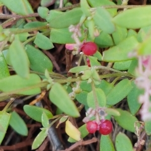 Einadia nutans subsp. nutans at Holt, ACT - 28 Mar 2021