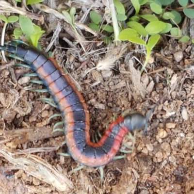 Scolopendra laeta (Giant Centipede) at Holt, ACT - 28 Mar 2021 by tpreston