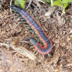 Scolopendra laeta at Holt, ACT - 28 Mar 2021