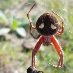 Araneinae (subfamily) (Orb weaver) at Holt, ACT - 28 Mar 2021 by trevorpreston
