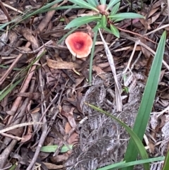 Russula sp. (genus) (Russula) at Tallaganda National Park - 27 Mar 2021 by SthTallagandaSurvey