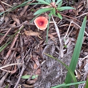 Russula sp. at Jingera, NSW - 27 Mar 2021