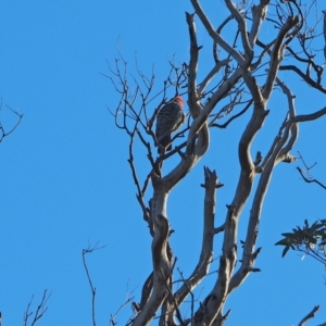 Callocephalon fimbriatum at Holt, ACT - 28 Mar 2021