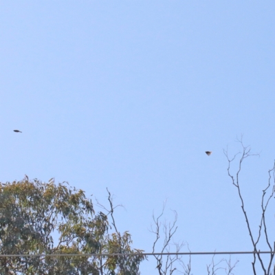 Caligavis chrysops (Yellow-faced Honeyeater) at O'Connor, ACT - 28 Mar 2021 by ConBoekel