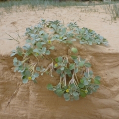 Arctotheca populifolia (Beach Daisy) at Wallagoot, NSW - 28 Mar 2021 by Peter