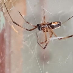 Latrodectus hasselti at Isaacs, ACT - suppressed