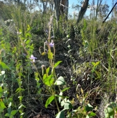 Veronica perfoliata (Digger's Speedwell) at Karabar, NSW - 19 Oct 2020 by Cherrytrees