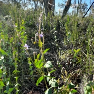 Veronica perfoliata at Karabar, NSW - 19 Oct 2020