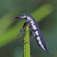 Rhinotia sp. (genus) (Unidentified Rhinotia weevil) at Acton, ACT - 28 Mar 2021 by ConBoekel