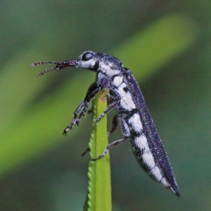 Rhinotia sp. (genus) at Acton, ACT - 28 Mar 2021