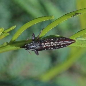 Rhinotia sp. (genus) at Acton, ACT - 28 Mar 2021