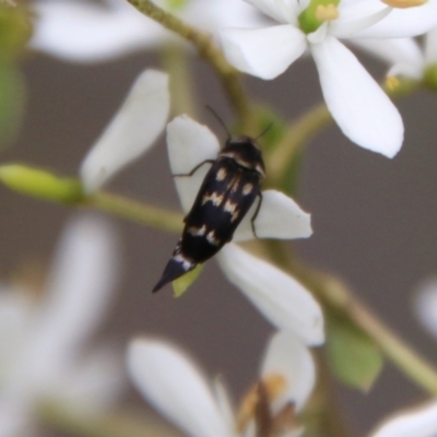 Mordellidae (family) (Unidentified pintail or tumbling flower beetle) at Mongarlowe River - 16 Mar 2021 by LisaH