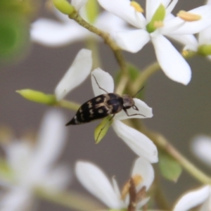 Mordellidae (family) at Mongarlowe, NSW - 16 Mar 2021