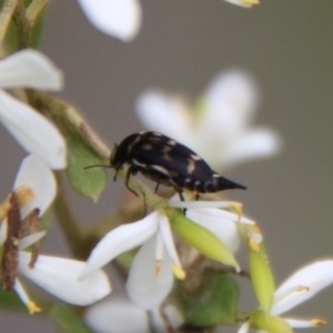 Mordellidae (family) at Mongarlowe, NSW - 16 Mar 2021