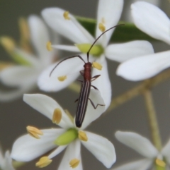 Syllitus microps (Longicorn or Longhorn beetle) at Mongarlowe River - 16 Mar 2021 by LisaH