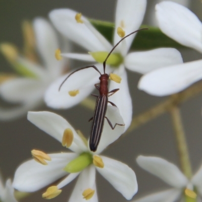 Syllitus microps (Longicorn or Longhorn beetle) at Mongarlowe, NSW - 16 Mar 2021 by LisaH